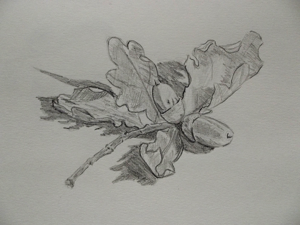 drawing sketch study of acorns and oak leaves tree nature still life art illustration landscape essex