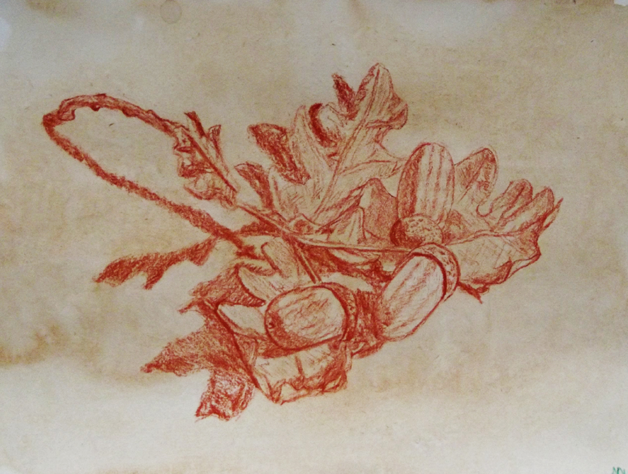 Study Sketch acorns oak tree leaves da vinci renaissance illustration art nature essex