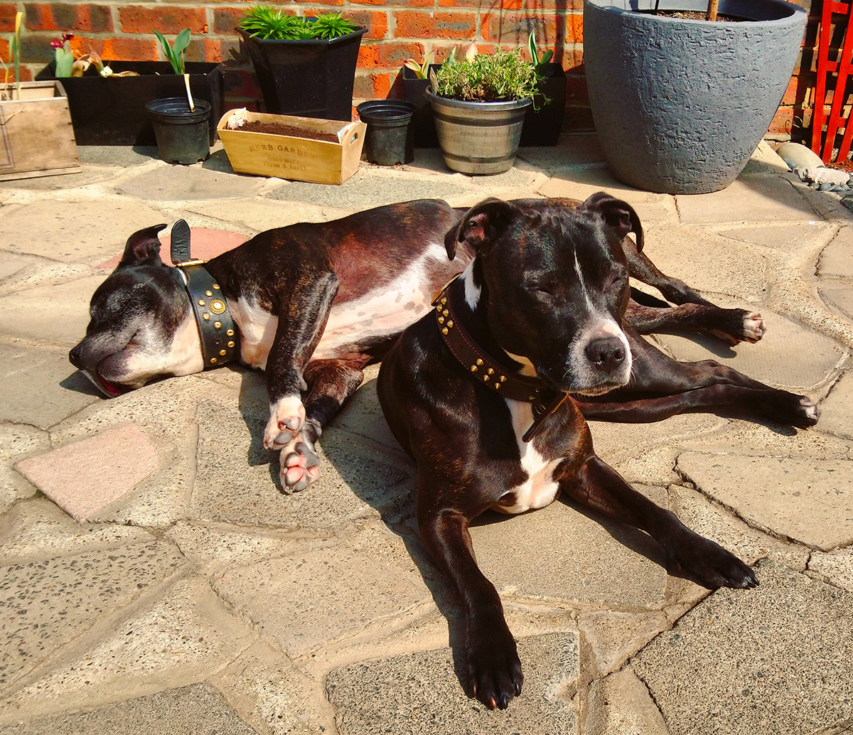 Dexter & Boo Boo Dogs staff staffy staffordshire bull terrier pets pitbull pitbulls love