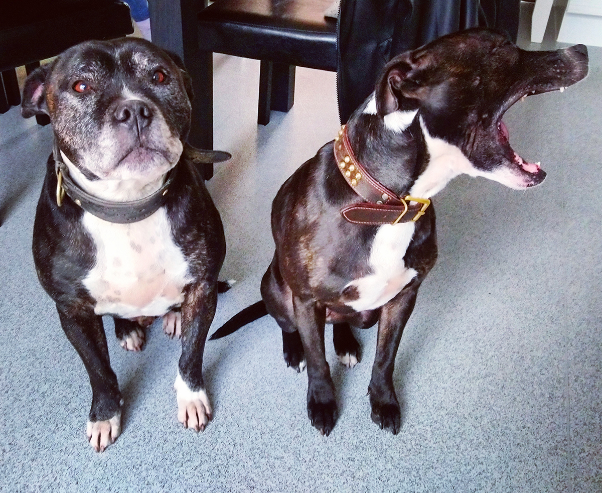 Dex & BooBoo staffy staff dogs pitbulls pets animals dog dogs photography photo