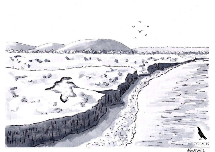 Corvus - art - illustration - graphic novel - web comic - story - history - inktober -ink - drawing