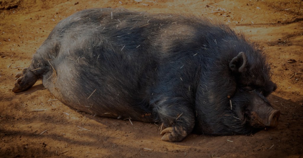 Photo of a large black pig asleep on the ground - Animal Farm live action