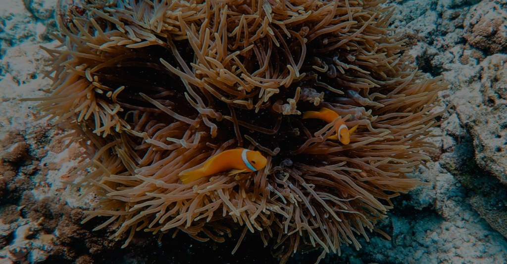 Photograph of two clown fish swimming around an anemone - Finding Nemo live action
